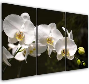 Obraz na plátně třídílný Orchidej Květiny Příroda Bílá - 120x80 cm