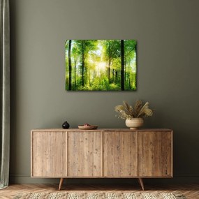 Obraz - Svitanie v lese (70x50 cm)