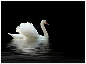 Artgeist Fototapeta - swan (black and white) Veľkosť: 200x154, Verzia: Standard