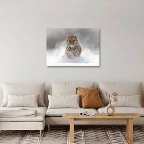 Obraz bežiaceho tigra v snehu (70x50 cm)
