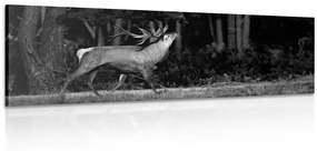 Obraz majestátny jeleň v čiernobielom prevedení - 150x50