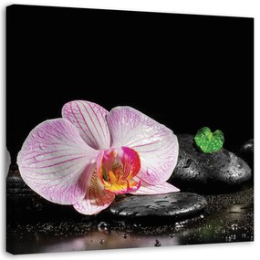 Gario Obraz na plátne Kvitnúce zen orchidea Rozmery: 30 x 30 cm