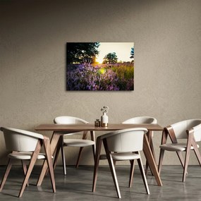 Obraz poľa levanduľou (70x50 cm)