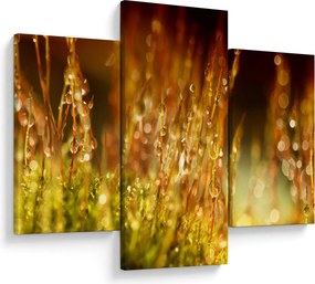 Obraz - Detail rosy (90x60 cm)