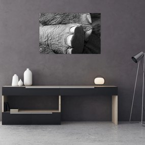 Obraz - Slonia noha (90x60 cm)