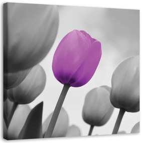 Obraz na plátně Tulip Blossom Purple Grey - 50x50 cm