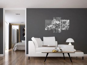 Obraz - Sušené kvety (90x60 cm)