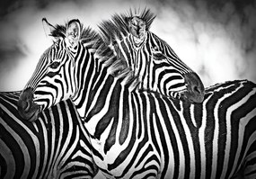 Fototapeta - Zebra (254x184 cm)