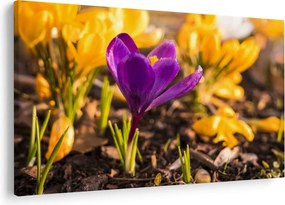 Obraz fialovej kvetiny (90x60 cm)