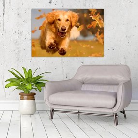 Obraz - Zlatý retriever (90x60 cm)