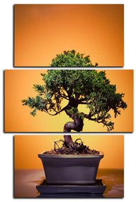 Obraz na plátne - Bonsai - obdĺžnik 7244C (105x70 cm)