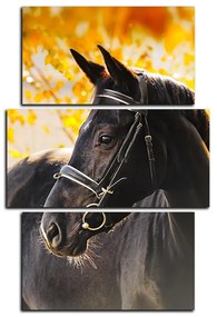 Obraz na plátne - Čierny kôň - obdĺžnik 7220C (105x70 cm)