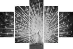 Obraz - Biely páv (150x105 cm)