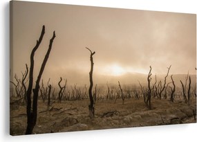 Obraz - Holé stromy (90x60 cm)