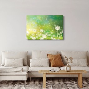 Obraz - Odkvitnuté púpavy (90x60 cm)