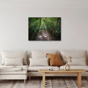 Obraz - Slnečné lúče v džungli (70x50 cm)