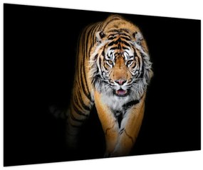 Obraz - Tiger (90x60 cm)