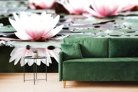 Fototapeta lotosový kvet - 450x300
