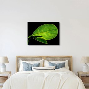 Sklenený obraz - zelený list (70x50 cm)