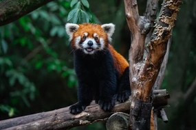 Umelecká fotografie Red Panda, close-up of a bear on a tree, Jackyenjoyphotography, (40 x 26.7 cm)