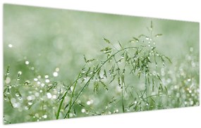 Obraz - Ranná rosa na steblach trávy (120x50 cm)