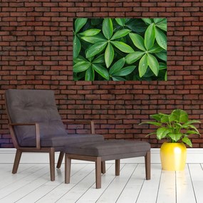 Obraz - Listy s kvapkami rosy (90x60 cm)