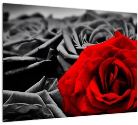 Obraz - Kvety ruží (70x50 cm)