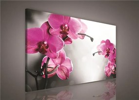Obraz na plátně orchidej růžová 100 x 75 cm