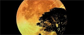 Obraz tieňov v mesačnom svetle (120x50 cm)