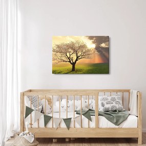 Obraz stromu na lúke (90x60 cm)