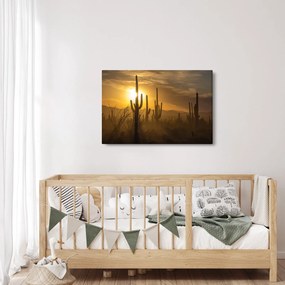 Obraz - Kaktusy Saguaro (90x60 cm)