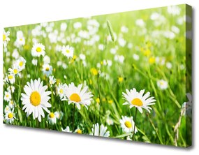 Obraz na plátne Sedmokráska kvet rastlina 140x70 cm