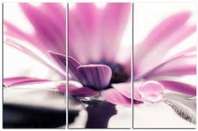 Obraz na plátne - Kvapka rosy na lúpeňoch kvetu 180B (105x70 cm)