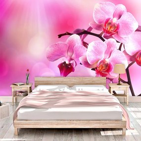 Sablio Tapeta Květy Orchidey - 336x220 cm