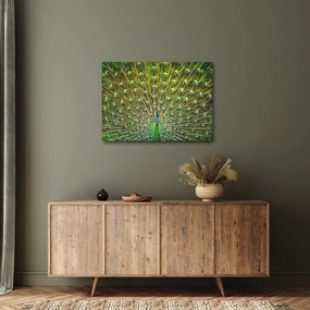 Obraz - Páv (70x50 cm)