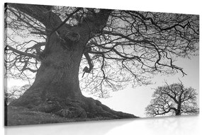 Obraz symbióza stromov v čiernobielom prevedení - 60x40