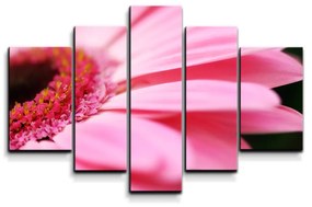 Sablio Obraz - 5-dílný Ružová gerbera - 125x90 cm