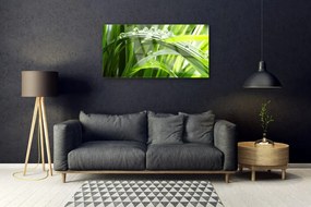 Obraz plexi Tráva voda kvapky príroda 100x50 cm