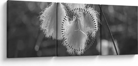 Obraz - Cottongrass (s hodinami) (90x30 cm)