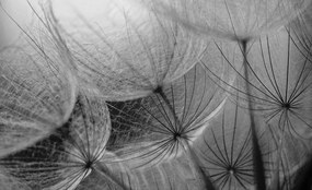 Fototapeta - Detail púpav (254x184 cm)