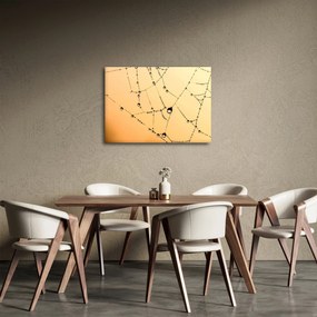 Obraz orosenej pavučiny (70x50 cm)