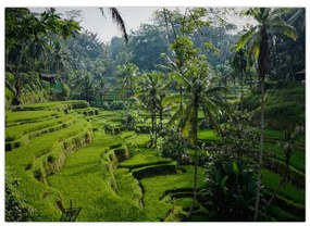 Sklenený obraz ryžových terás Tegalalang, Bali (70x50 cm)