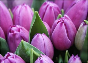 Obraz - kvety tulipánov (70x50 cm)