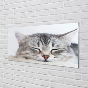 Nástenný panel  ospalá mačka 100x50 cm