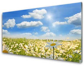 Obraz na akrylátovom skle Lúka sedmokrásky príroda 125x50 cm