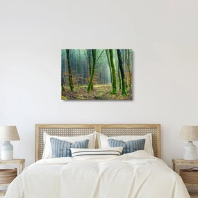 Sklenený obraz lesa (70x50 cm)