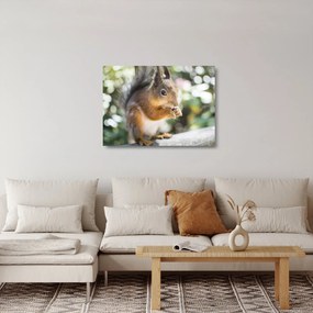 Sklenený obraz veveričky (70x50 cm)