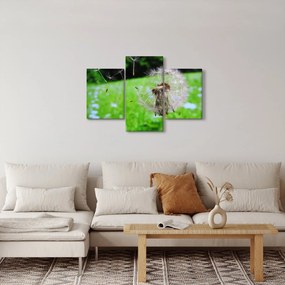 Obraz púpavy (90x60 cm)