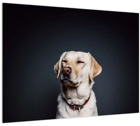 Sklenený obraz labradora (70x50 cm)