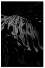 Gario Obraz na plátne Čiernobiela monstera - Dmitry Belov Rozmery: 60 x 90 cm